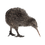 kiwi3.png