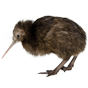kiwi.png