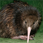 kiwi-1.png