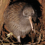 kiwibirb.png