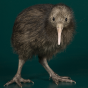 Kiwi.png