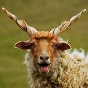 racka.png