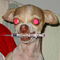 vax_chihuahua.png