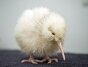 white kiwi smoll.jpg