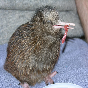 kiwieats.png