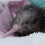 kiwi-3.png