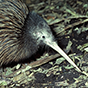kiwi bird 88px (1).png