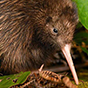 kiwi bird 88px (2).png