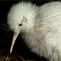 kiwi bird 88px (3).png