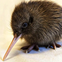 kiwi bird 88px (4).png