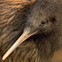 kiwi bird 88px (5).png