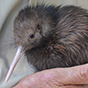 kiwi bird 88px (6).png