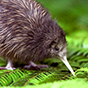kiwi bird 88px (7).png