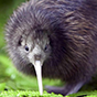 kiwi bird 88px (8).png