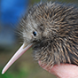 kiwi bird 88px (9).png