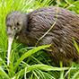 kiwi bird 88px (10).png