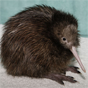 kiwi-4.png