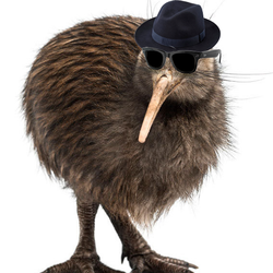 kiwi-sunglassess-full-res.png