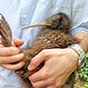 bird2 88px (3).png