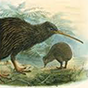 bird2 88px (4).png