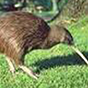 bird2 88px (6).png