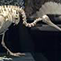 bird2 88px (10).png