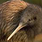 bird2 88px (11).png