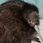 bird2 88px (12).png