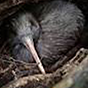 bird2 88px (14).png
