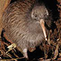 bird2 88px (15).png
