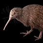 bird2 88px (16).png