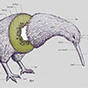 bird2 88px (17).png