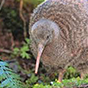 bird2 88px (22).png