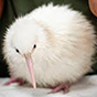 bird2 88px (24).png