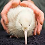 bird2 88px (25).png