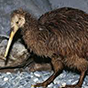 bird2 88px (26).png