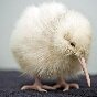 kiwi.jpg