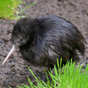 kiwi88888.png