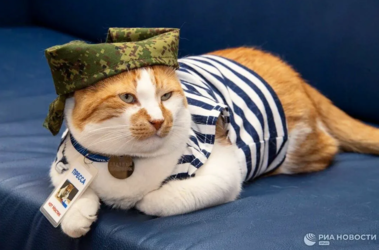 rus cat.png