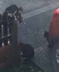 cat.png