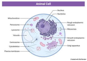 Animal-Cell-Animal-Cell-Diagram-Animal-Cell-labelled-Animal-Cell-Function-Animal-Cell-structur...png