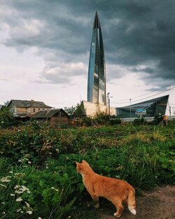 небоскреб-кот-домики-контраст-4674315.jpeg