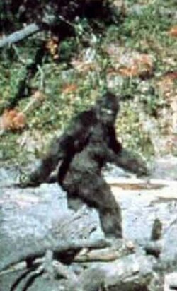 Bigfoot Sighting.jpg