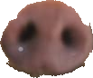 PIG NOSE.png