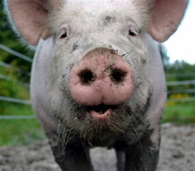 pig.jpg