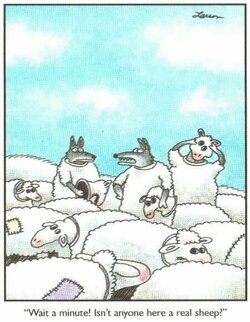 sheep.jpg