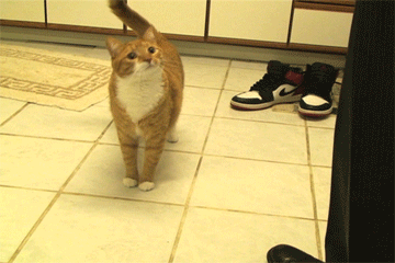 mylo.gif