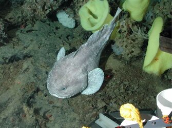 Psychrolutes-phrictus-blobfish-f825b72.jpg