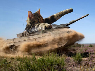 military-cats14.jpg