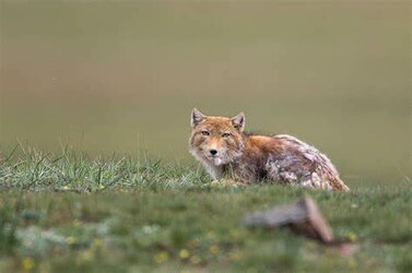 Fox.jpg